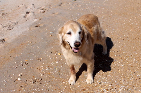 We still can't believe that neither Bear nor Maddie seem to care at all about running into the ocean.  I guess when you get to senior citizen status on dogdom before really being exposed to the ocean, all that water can be a little intimidating! 