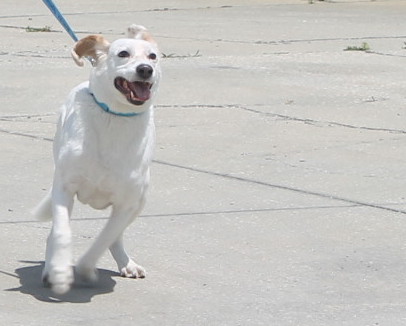 That's one happy hound!