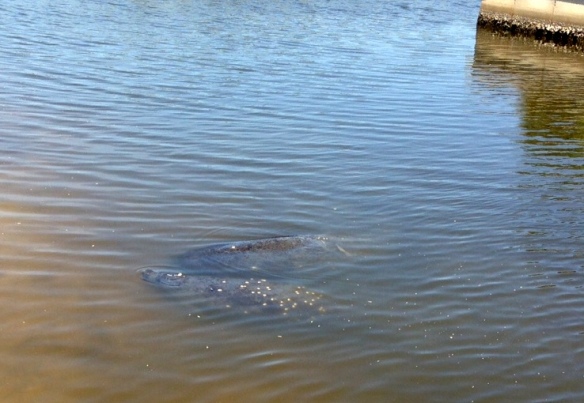 We're visited almost every day now by at least 2-3 manatees in our inlet.  So fun to watch them swim in, feed, then swim back out to the intracoastal.