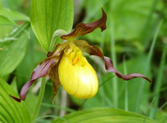 As friend Molly McGreevy shows in this and the next photo, the Lady Slippers . . .
