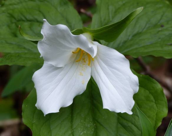 . . . and the Trillium are blooming, and Molly says she's already seen a few lilacs in bloom!