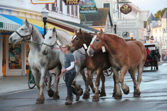 From a photographer for Joanne's Fudge: Another group of horses leaving for winter pastures in the U.P.
