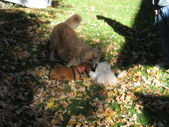 The Dog-Eared Page: Maddie and Bear playing with Buddy, an island friend.